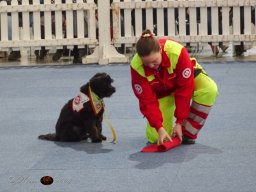 Haustiermesse Wien 2.03.2025